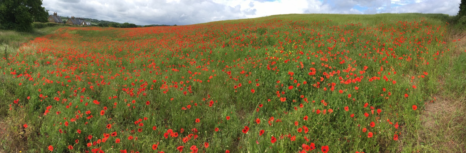 poppy field
